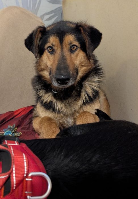 Borowik uratowany z  schroniska szuka ukochanego domu