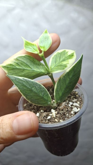 Дрібнолистні хойї  ,хойя ,hoya