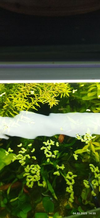 Продам растения для аквариума