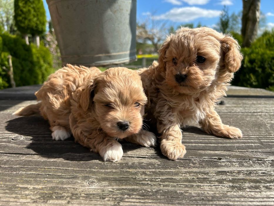 Szczeniak Maltipoo