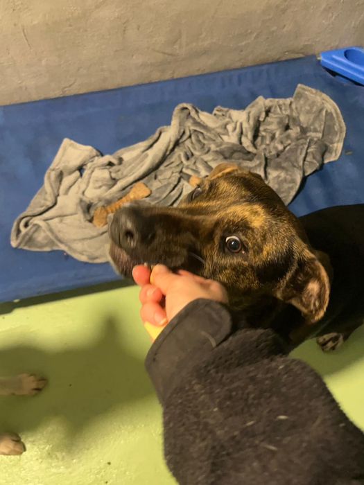 BROWNIE - cachorro para adoção responsável