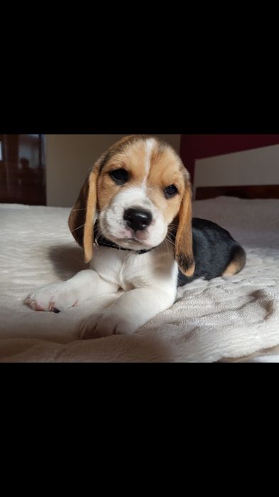 Suczka  Beagle- ZkwP/FCI *Po  Grand Championach* DNA ,Badania