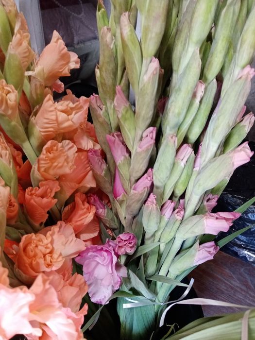 Цибулини гладіолусів