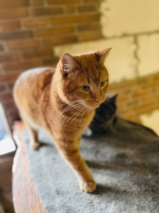 Котята котики рыжий котик мальчик