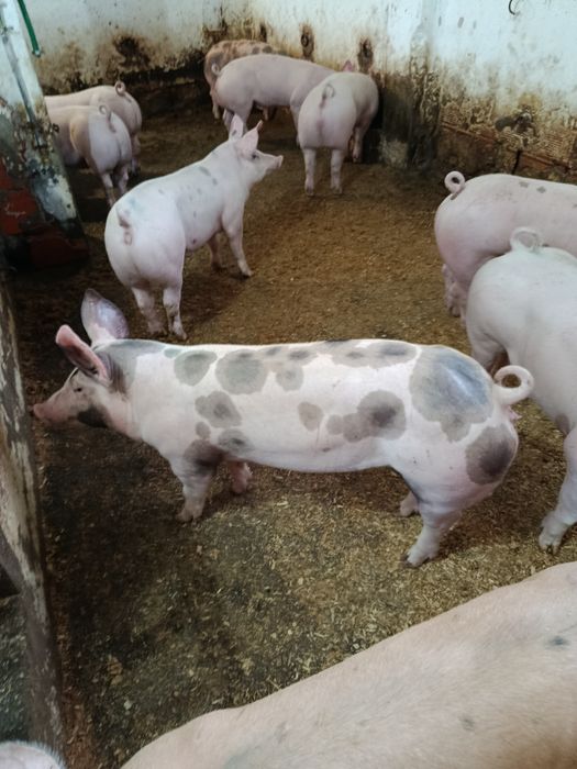Vendo porcos 60 kilos peso vivo