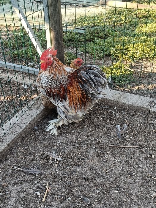 Casal de Pekin Adulto