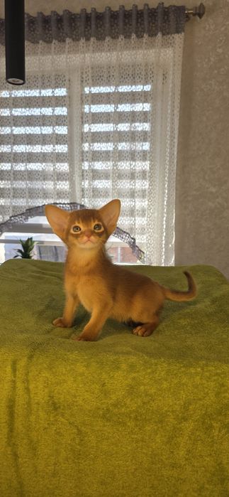 Абиссинский мальчик)