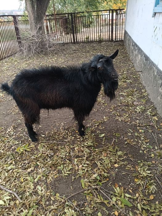 Продам козлов на мясо или на племя