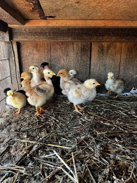Ovos e crias de  Peru, galinha de angora e patos mudos Galados