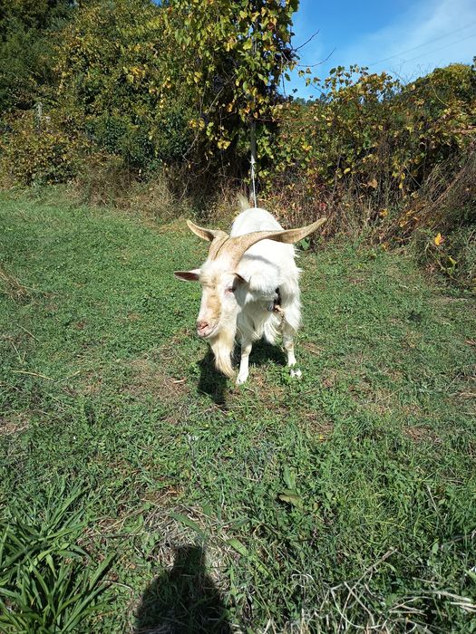Chivo para venda
