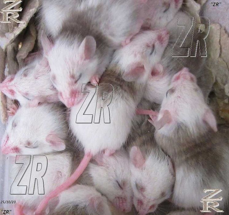 Кормовые крысята - Мастомисы. Киев, от 10 шт.