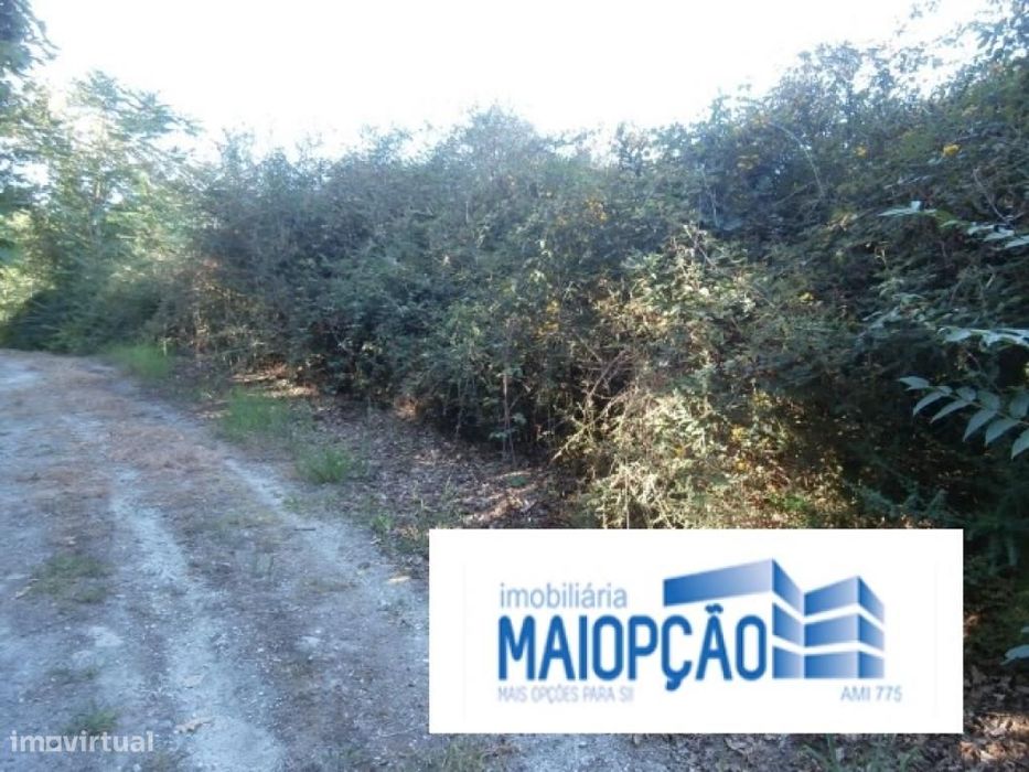 Terreno rústico de mato e pinhal