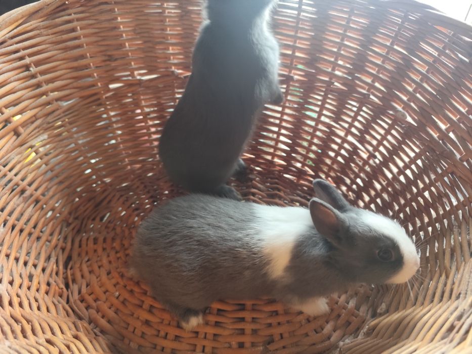 Coelhos anões holandês