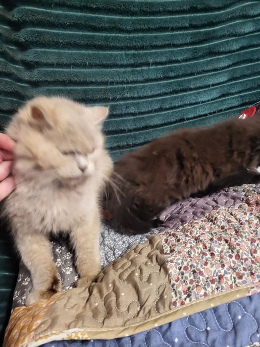 Британские котята