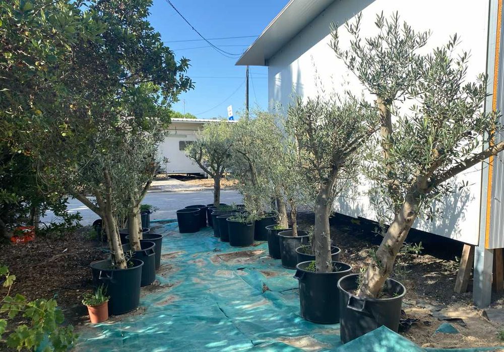 Oliveiras em vaso
