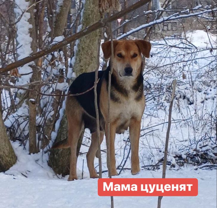 Віддаємо в добрі руки!