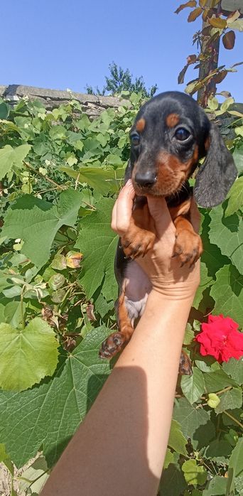 Неймовірна красуня кролячих такс