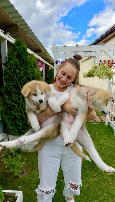 Клубні малюки Акіта іну Шоу -класс