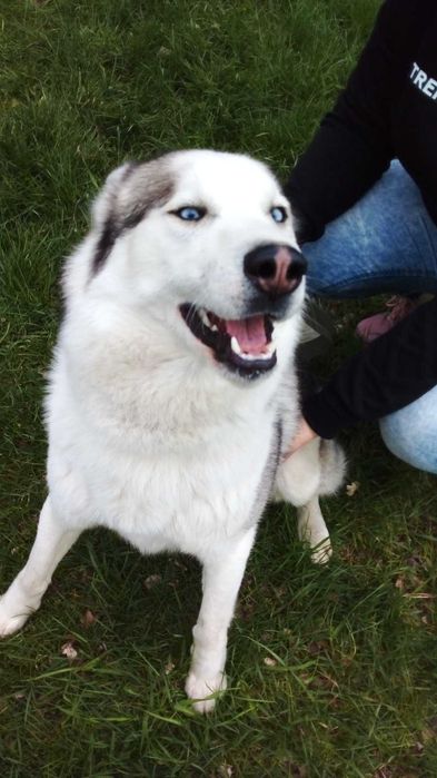 Вязка. Кобель Хаски  ищет девочку для вязки!