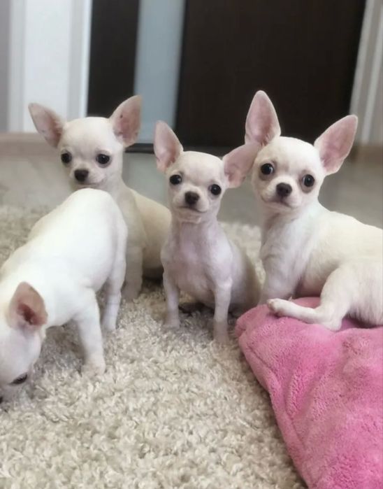 Чудові малята чіхуахуа білого окрасу