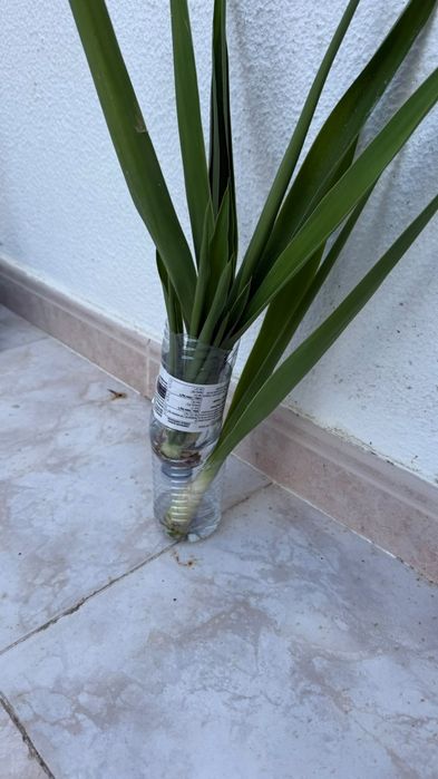 Plantas Yucca adultas, vários pés ou conjunto