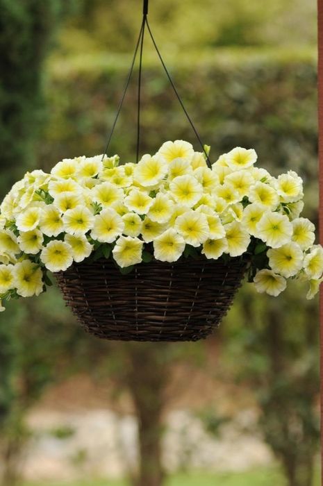 Насіння ампельної і кущової пітунії