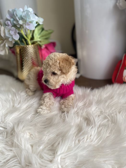 Шикарні vip якості мальтипу Ф-1