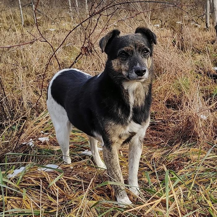 Spokojna sunia Wanda szuka domu