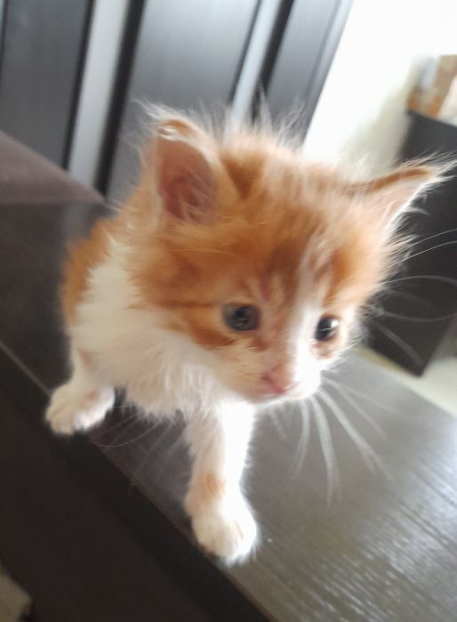 Кошенята безкоштовно