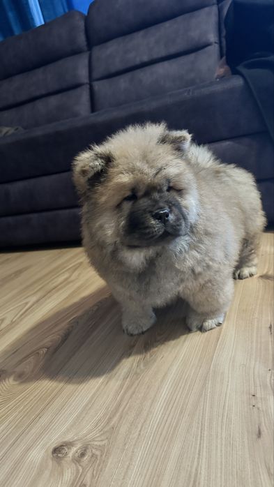 Chow chow piesek, szczeniak, podkarpacie