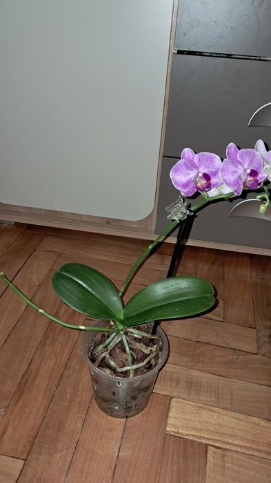 Орхідея  орхідея