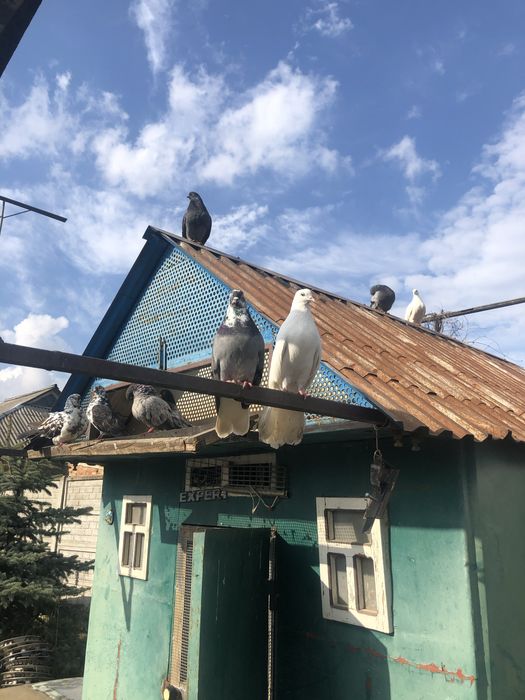 Продам голубятню