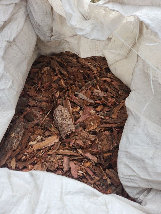 Kora sosnowa z mazur