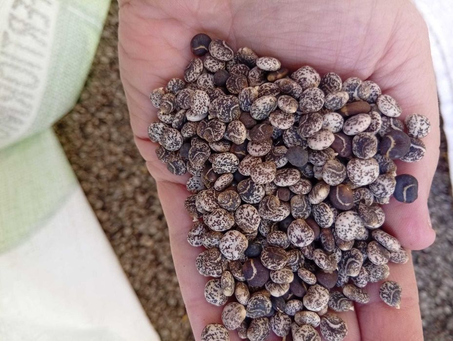 Tremocilha limpa e isenta de infestantes