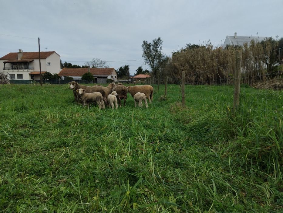 Ovinos Ile de France