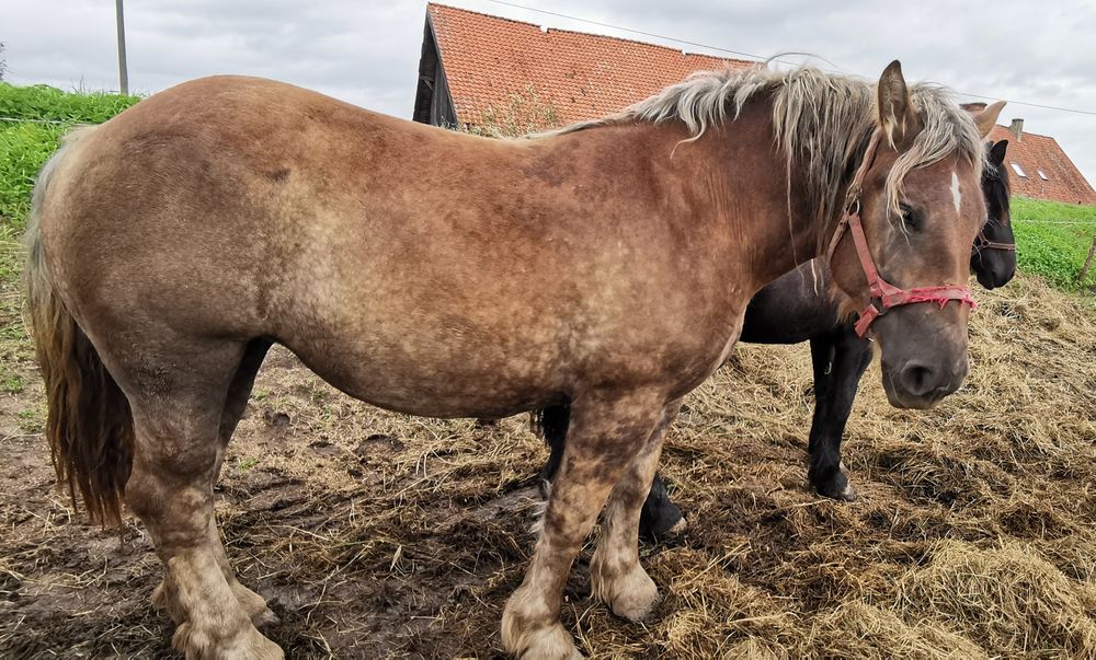 klacz zimnokrwista, 2- latka