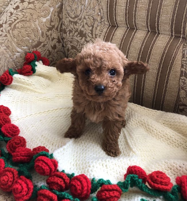 Хто бажає диво?)