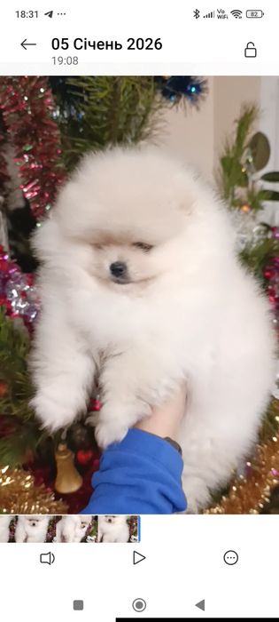 Продається дівчинка померанський шпіц