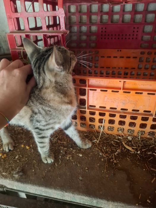 Gatinha para adopção