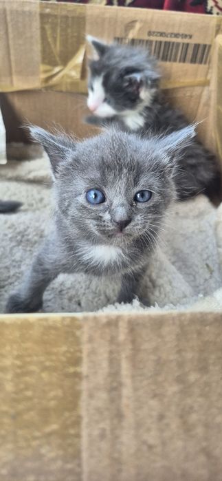 Кошенята котики коти
