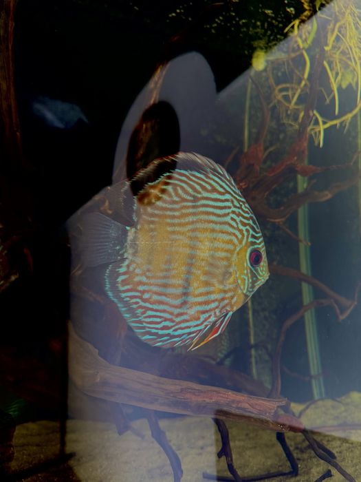 Wild Discus (Discus Selvagens)