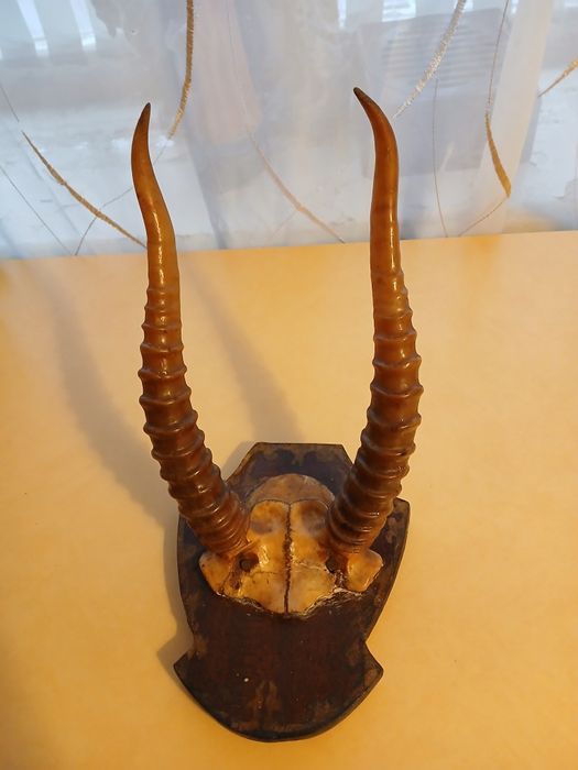 Декор из прошлого. Рога сайгака