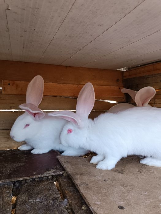 Продам кролів велетнів