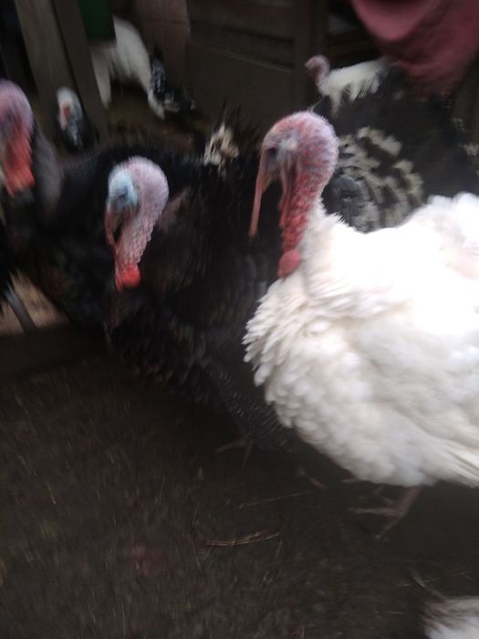 Индюки индюшки белые, черные, мраморные