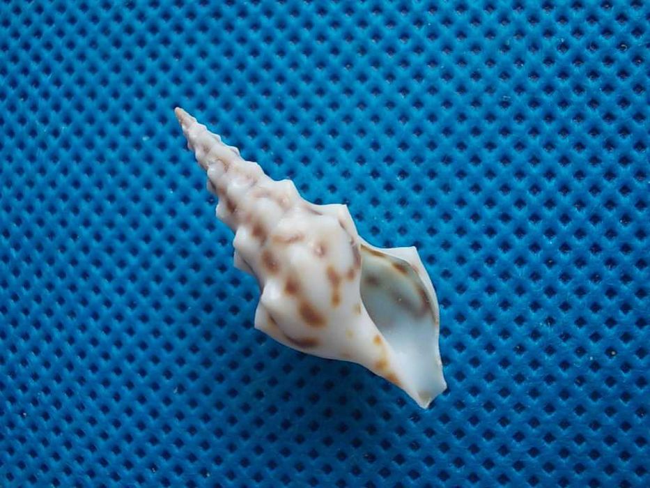 Muszle morskie- Clavus flammulatus