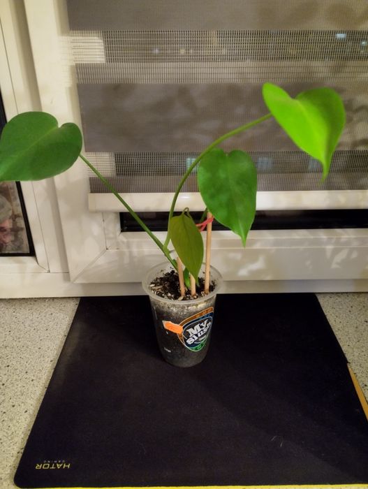 Маленькая Монстера.