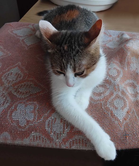 Красуня кішка з очима Мішель Мерсьє