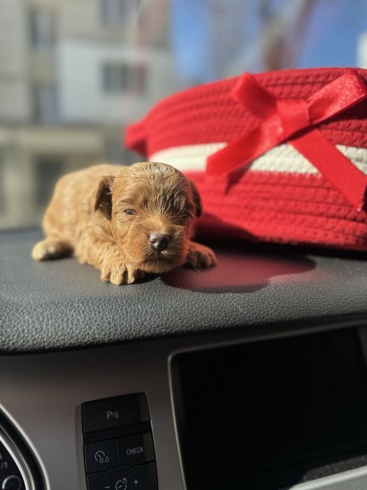 Мальтіпу мальтипу