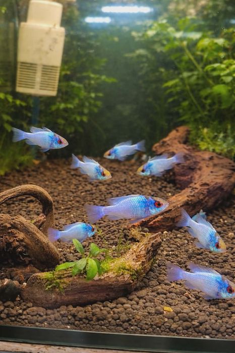Pielęgniczka Ramireza Electric Blue