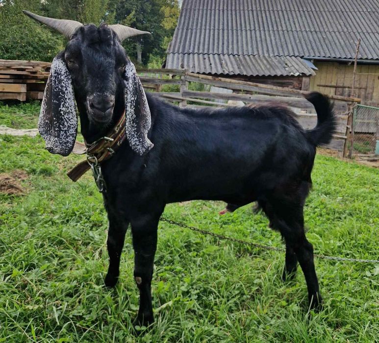 Продам або бміняю цапок 62.5 Ан 37.7Каморі, вік 14 місяці.